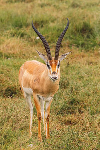 Close-up of impala antelope standing on field