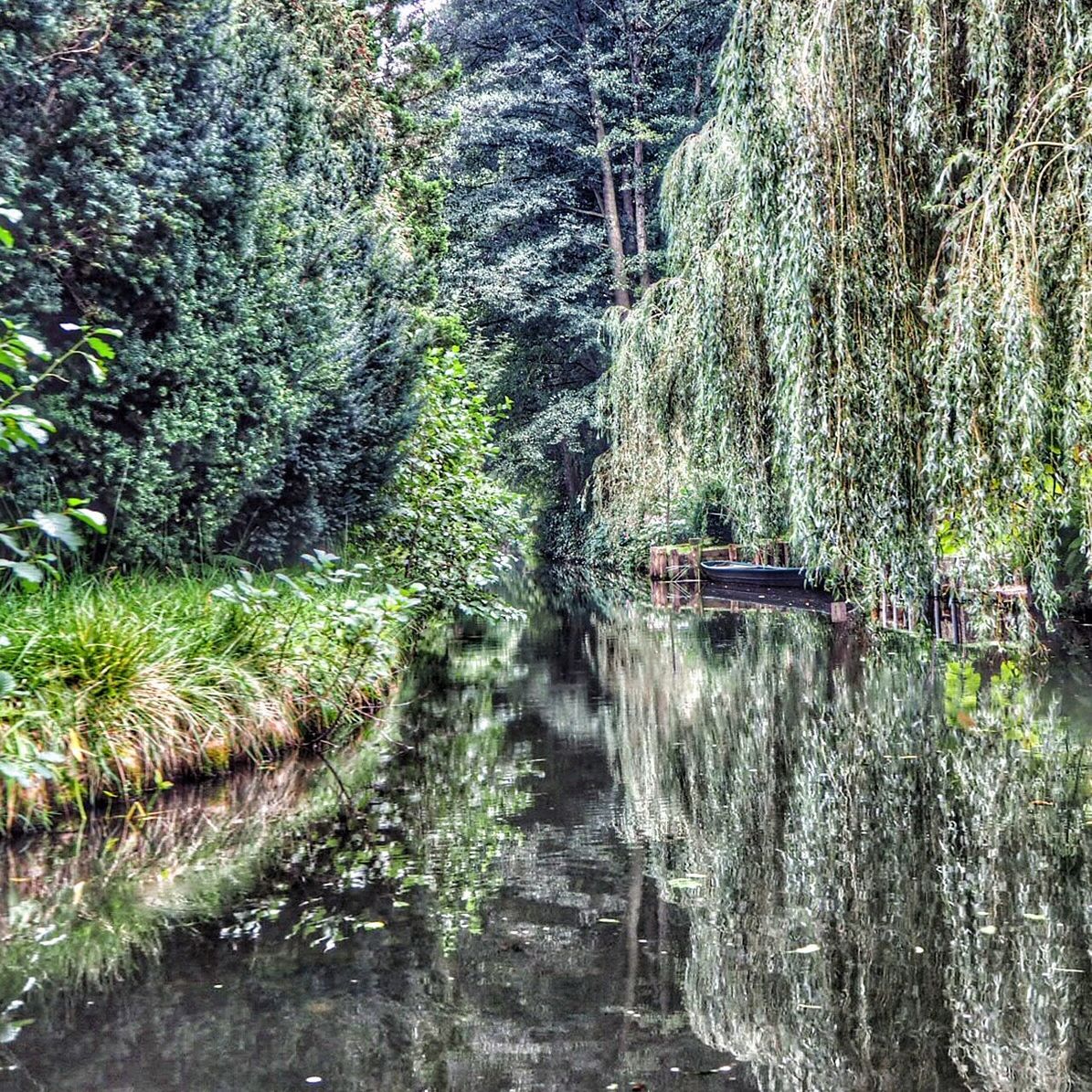 tree, growth, tranquility, tranquil scene, water, nature, beauty in nature, green color, scenics, forest, plant, the way forward, footpath, idyllic, tree trunk, non-urban scene, stream, grass, day, outdoors