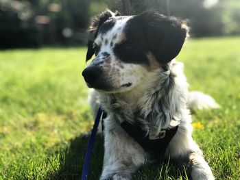 Close-up of a dog looking away