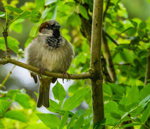 Bird perching on a tree