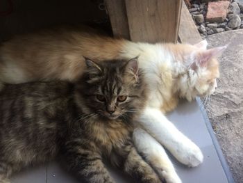 High angle view of cat sleeping