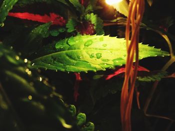 Close-up of wet plant leaves