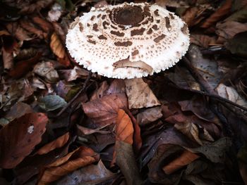 Close-up of mushroom growing on field