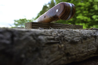 Close-up of shell on wood