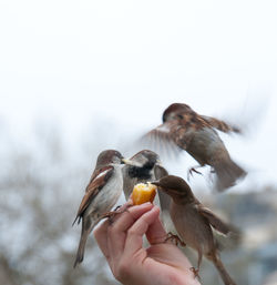 Cropped hand feeding birds against sky