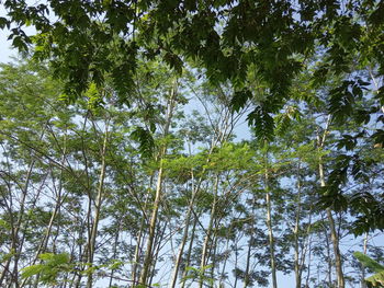 Low angle view of bamboo trees in forest