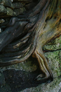 Close-up of driftwood on tree trunk