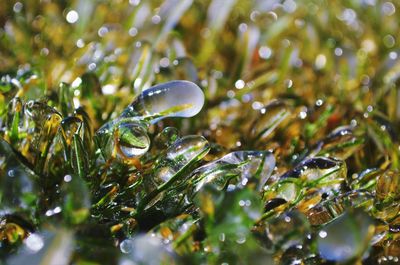 Close-up of wet plants