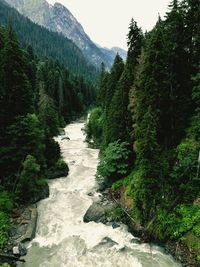 Scenic view of river amidst trees in forest