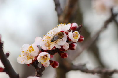 Close-up of cherry blossoms on tree