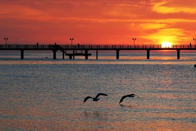 Silhouette birds on shore against orange sky