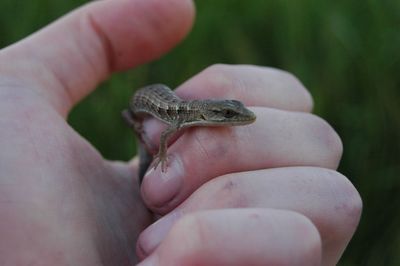 Close-up of hand holding lizard