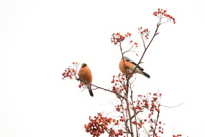 Low angle view of bird on branch against clear sky