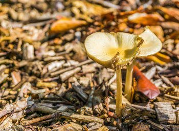 Close-up of mushroom growing on field