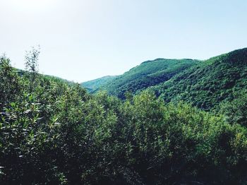 Plants growing on land against sky