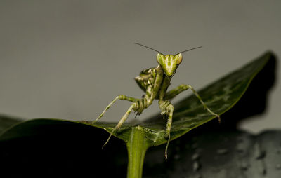 Close-up of insect on leaf