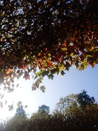 Low angle view of trees against sky