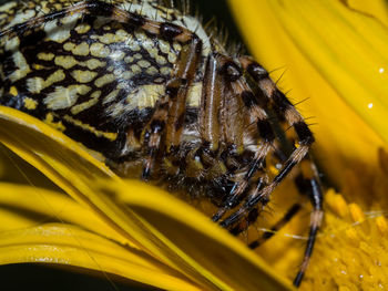 Close-up of spider