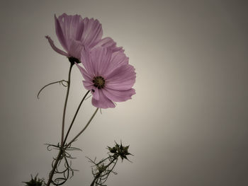Close-up of pink cosmos flower against sky