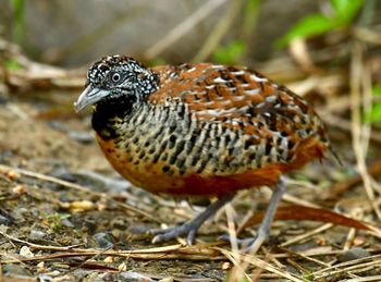 Close-up of a bird