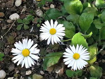 Close-up of white daisy flowers