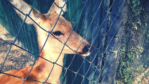Close-up portrait of dog