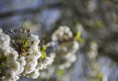 Close-up of white flowering plant