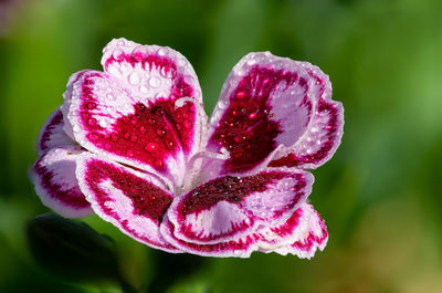 Close up of a sunflor charmy dianthus flower 