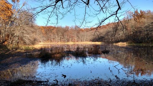 Reflection of trees in lake