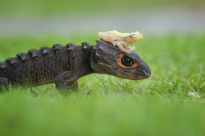 Close-up of skink and frog on grass