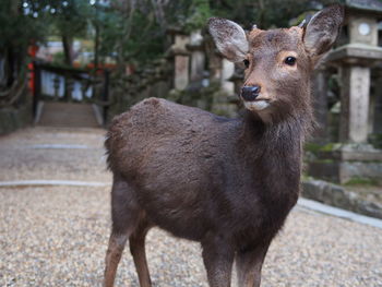 Portrait of deer standing outdoors