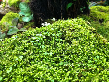 High angle view of moss growing on rocks