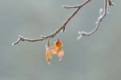 Close-up of dry leaves on branch during winter