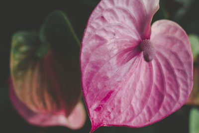 Close-up of pink rose flower