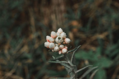 Close-up of white flowering plant on field