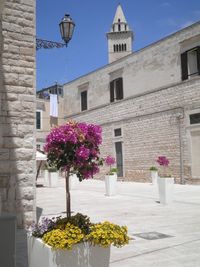 Flowers growing in city