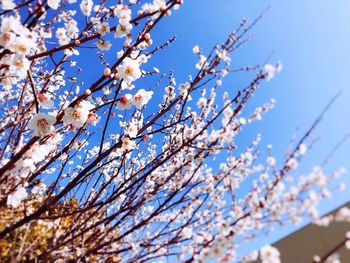 Low angle view of flower tree against blue sky