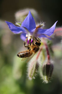 European honey bee at borage