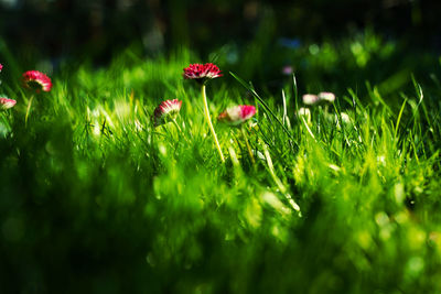 Close-up of red flowering plant in field