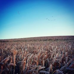 Scenic view of field against clear blue sky