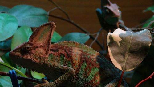 Close up of plant against blurred background