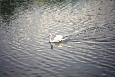 High angle view of swan swimming in lake