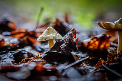 Close-up of mushroom growing on field