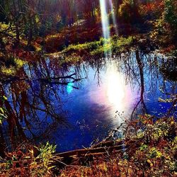 Reflection of trees in lake