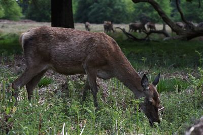 Deer grazing on field in forest