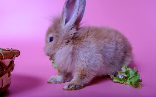 Close-up of a rabbit