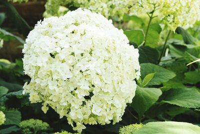 Close-up of white flowering plant