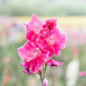 Close-up of wet pink flower blooming outdoors