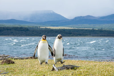 View of birds on beach