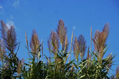 Low angle view of trees against clear blue sky